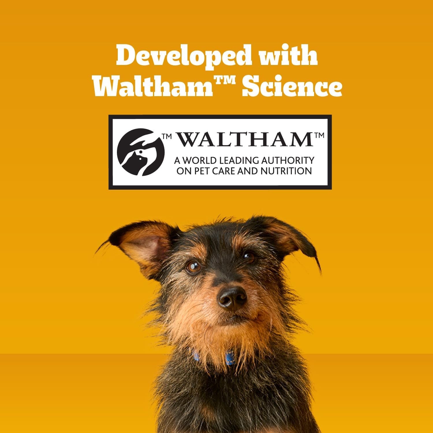 Pedigree Dentastix Large Dog Treats, Original, Beef & Fresh, 2.73 Lb. Variety Pack (51 Treats Total)