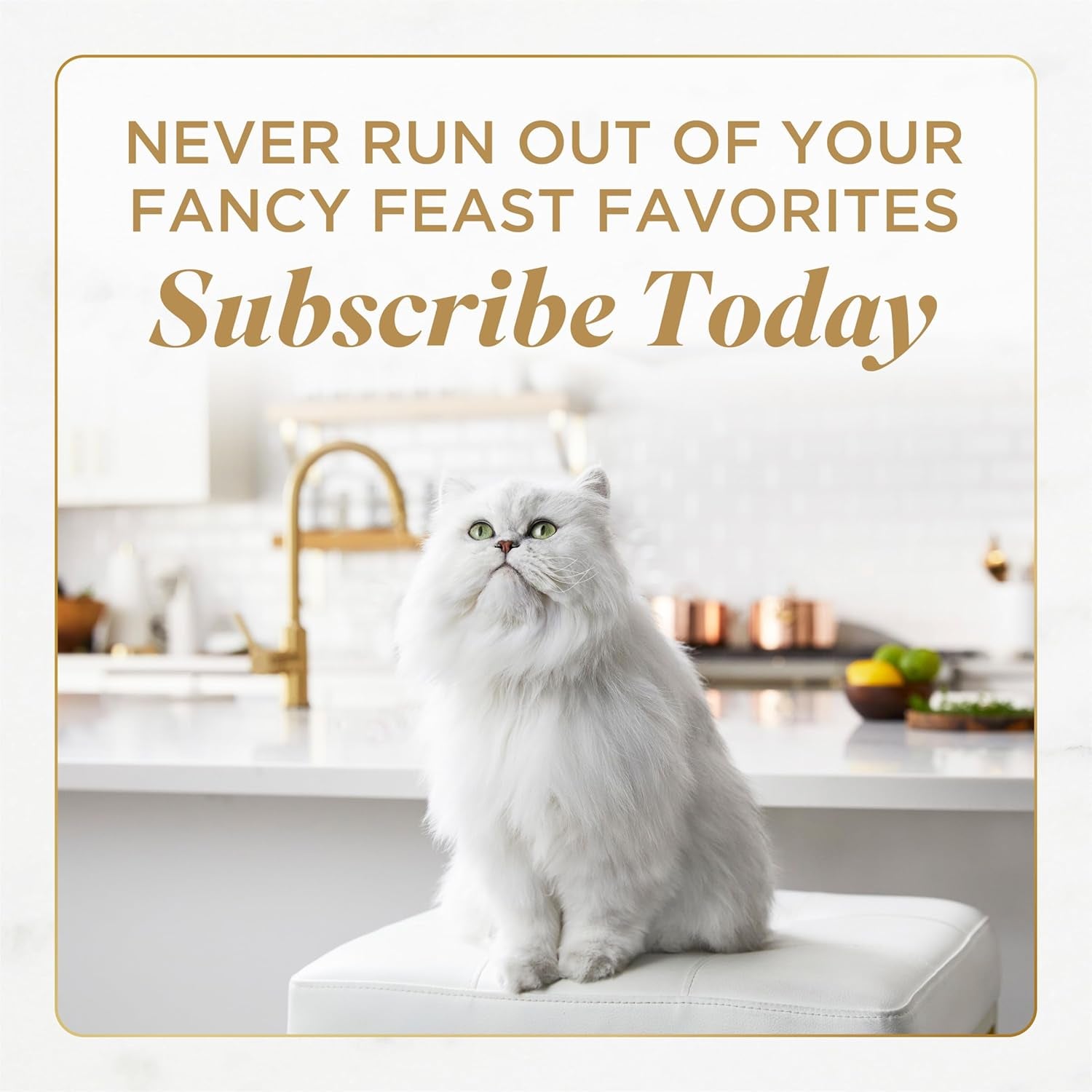Gems Pate Cat Food Mousse with Chicken and a Halo of Savory Gravy Cat Food - (Pack of 8) 4 Oz. Boxes