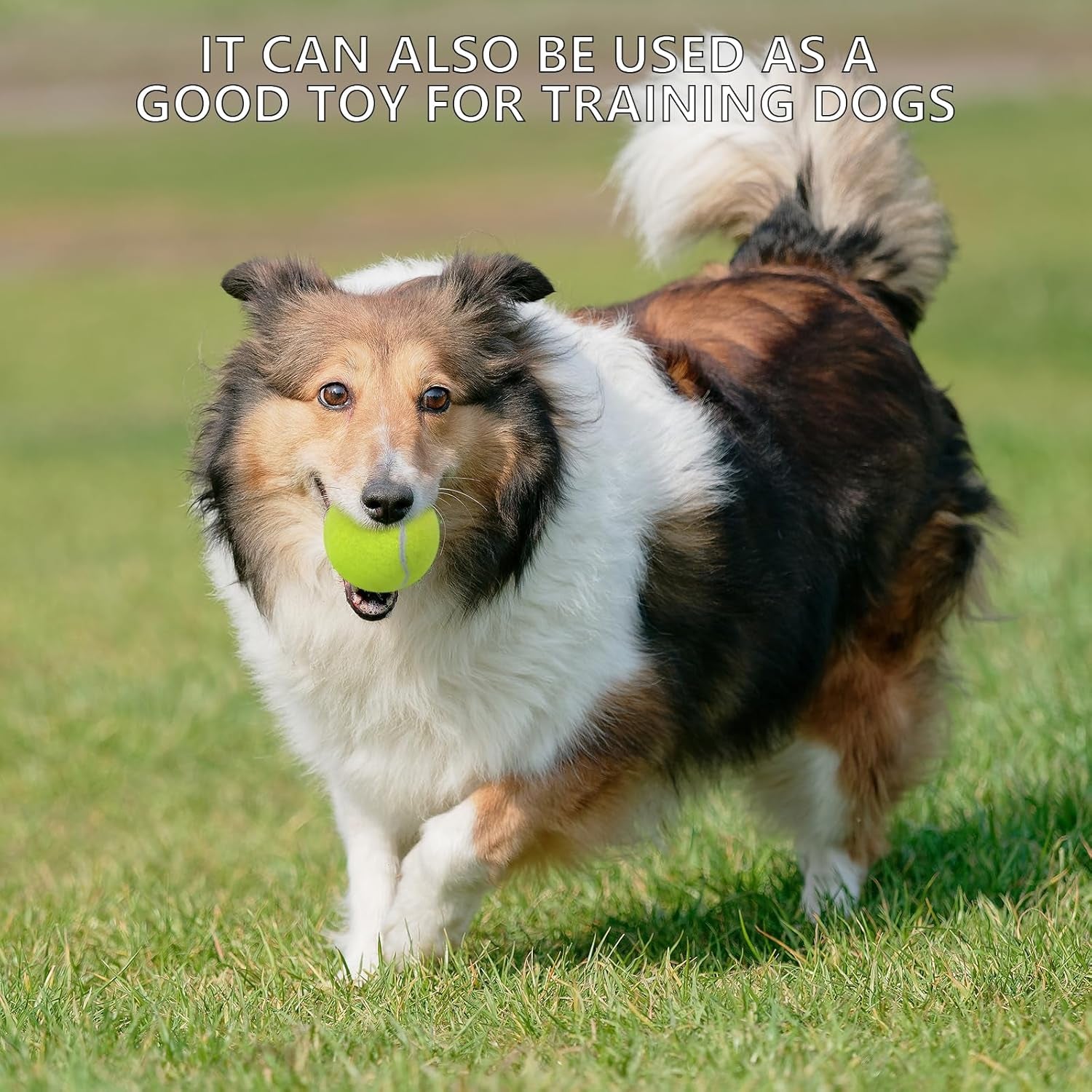 Tennis Balls, 20 Pack Training Tennis Balls,High Elasticity Practice Tennis for Beginner, Exercise Playing Balls for Pet Dog