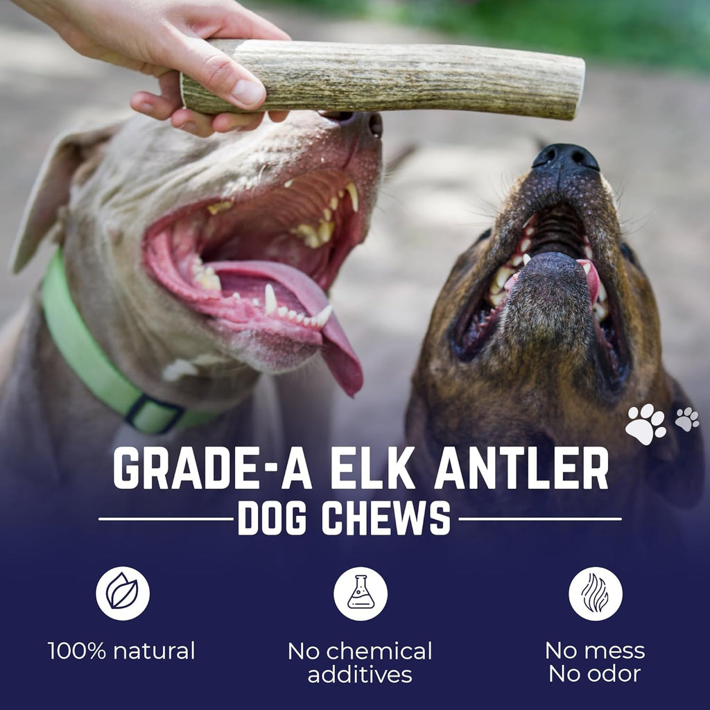 . Elk Antlers for Dogs, Natural Dog Chew for Aggressive Chewers - Long Lasting and Odor Free - USA Sourced - Cleaner Teeth, Anxiety & Boredom Relief - Whole Medium 5"+ - Antler Bone