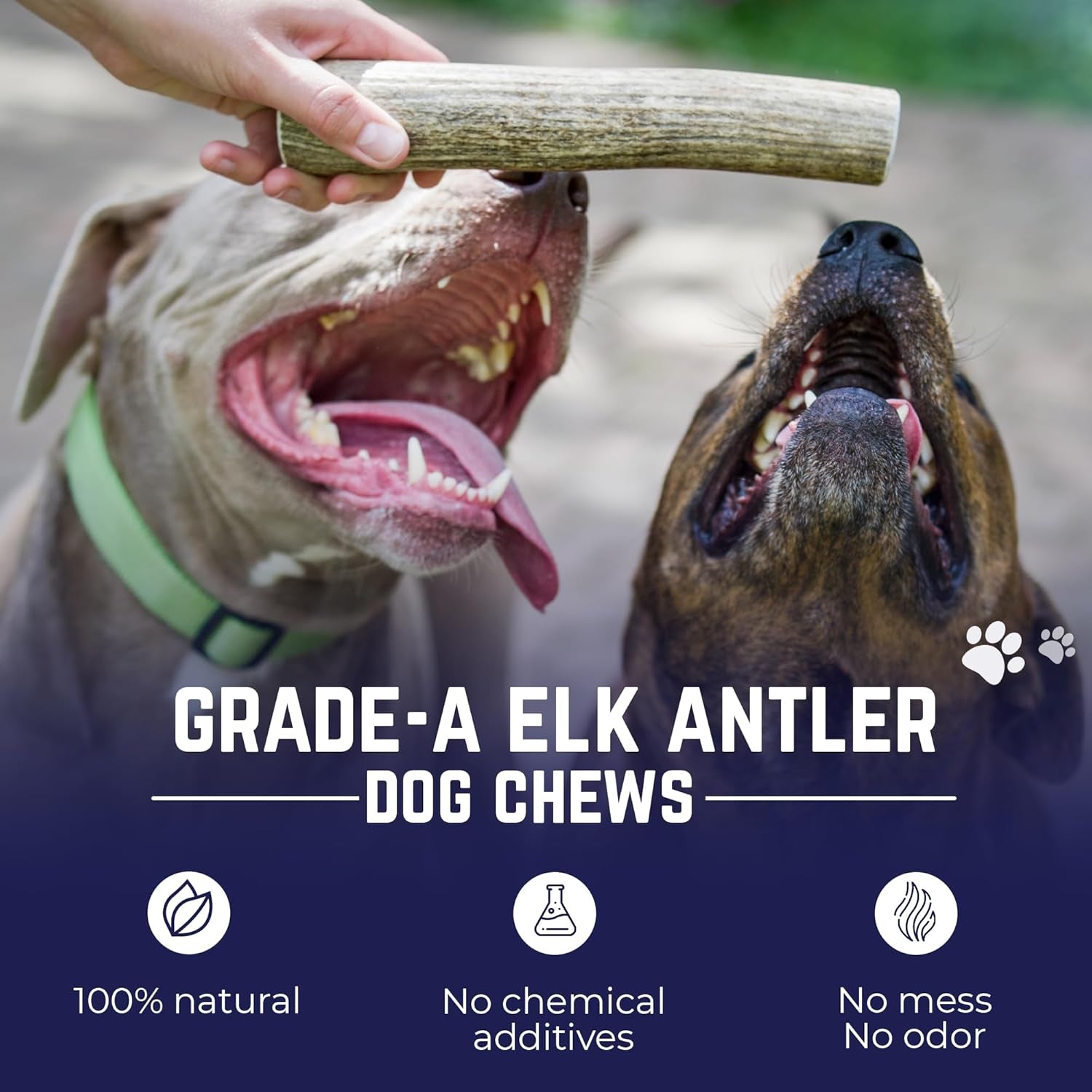 . Elk Antlers for Dogs, Natural Dog Chew for Aggressive Chewers - Long Lasting and Odor Free - USA Sourced - Cleaner Teeth, Anxiety & Boredom Relief - Whole Medium 5"+ - Antler Bone