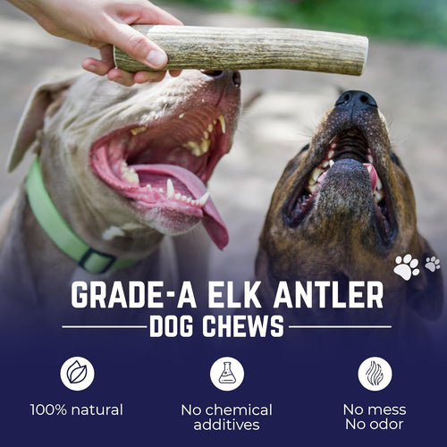 . Elk Antlers for Dogs, Natural Dog Chew for Aggressive Chewers - Long Lasting and Odor Free - USA Sourced - Cleaner Teeth, Anxiety & Boredom Relief - Whole Medium 5"+ - Antler Bone
