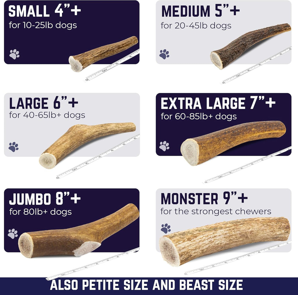 . Elk Antlers for Dogs, Natural Dog Chew for Aggressive Chewers - Long Lasting and Odor Free - USA Sourced - Cleaner Teeth, Anxiety & Boredom Relief - Whole Medium 5"+ - Antler Bone