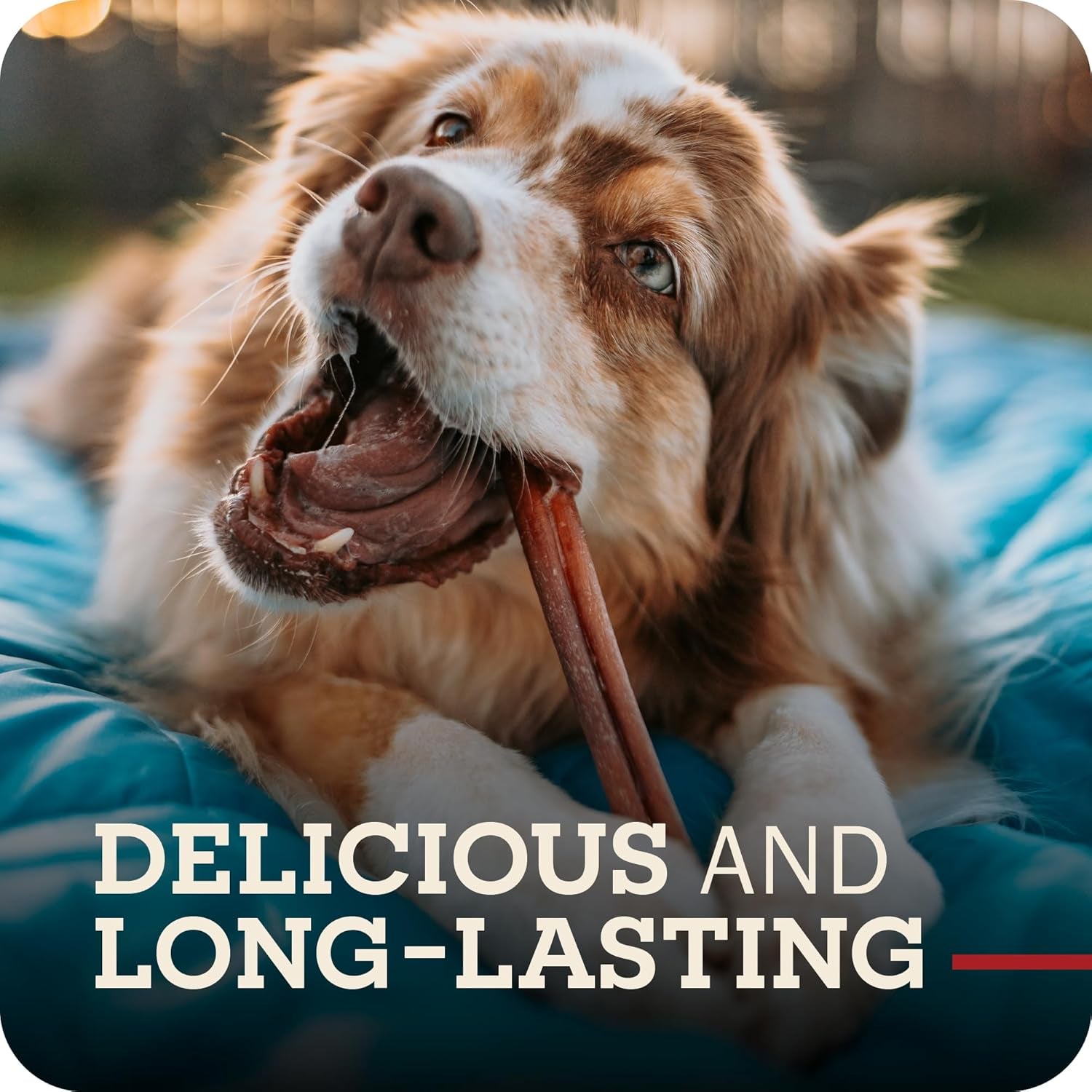 All Natural 5"-8" Braided Bully Sticks for Small & Large Dogs - Healthy Long Lasting Beef Chews Variety Party Pack - Single Ingredient Low Odor Rawhide Free - 8 Oz Bag