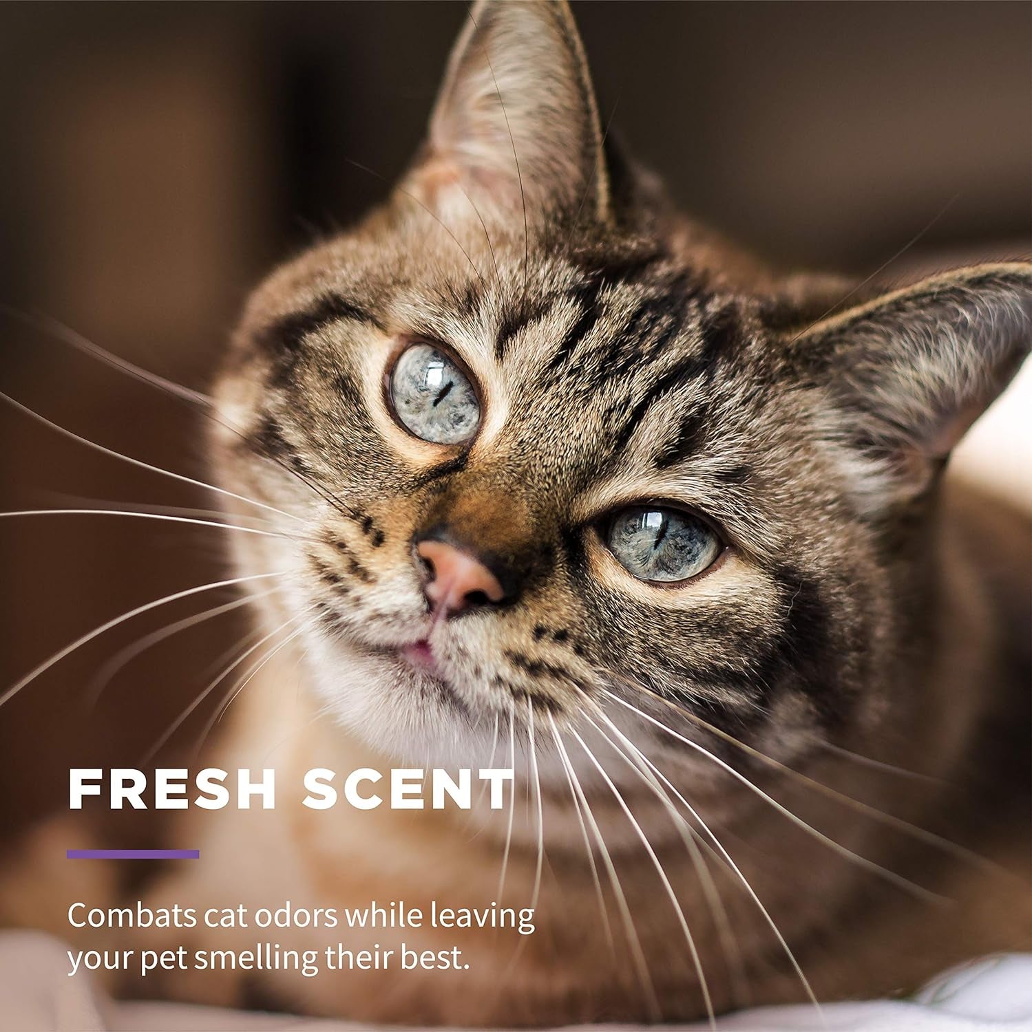 for Cats Freshening Wipes, Multi-Purpose Cat Grooming Wipes with Aloe Vera, Helps Remove Dirt, Odor, and Dander between Baths, Fresh Scent, 50 Count