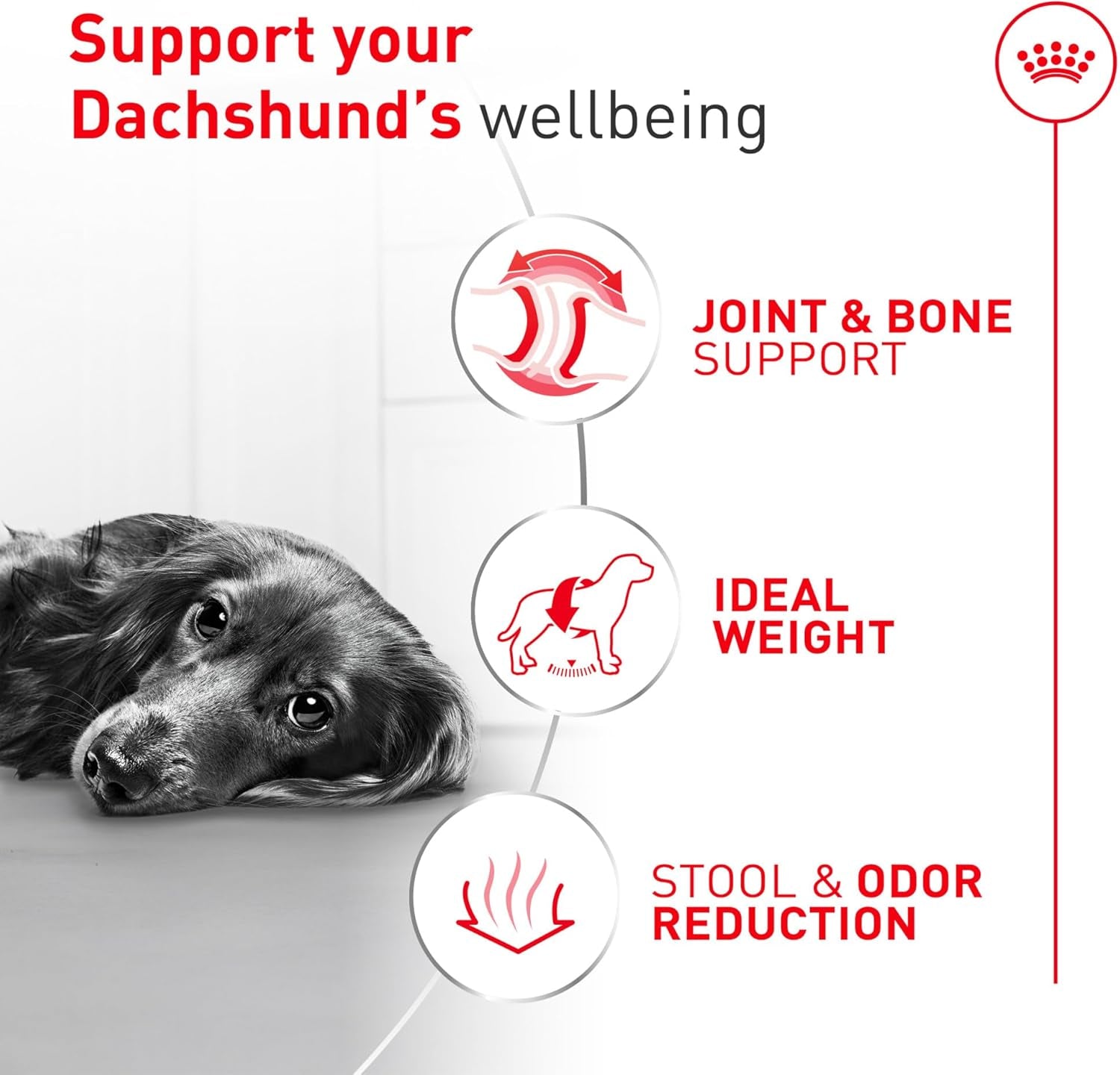 Royal Canin Breed Health Nutrition Dachshund Adult Dry Dog Food, 2.5 Lb Bag